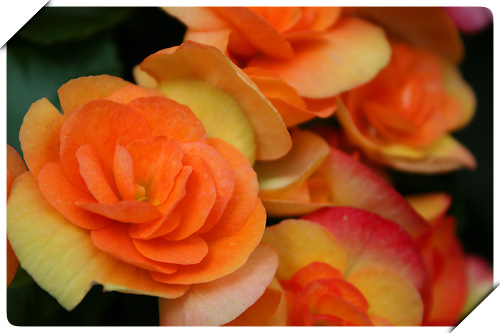 بگونیا هیمالیس